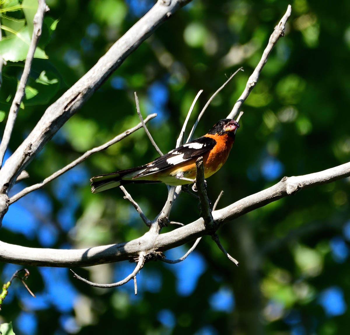Black-headed Grosbeak - Linda Lee