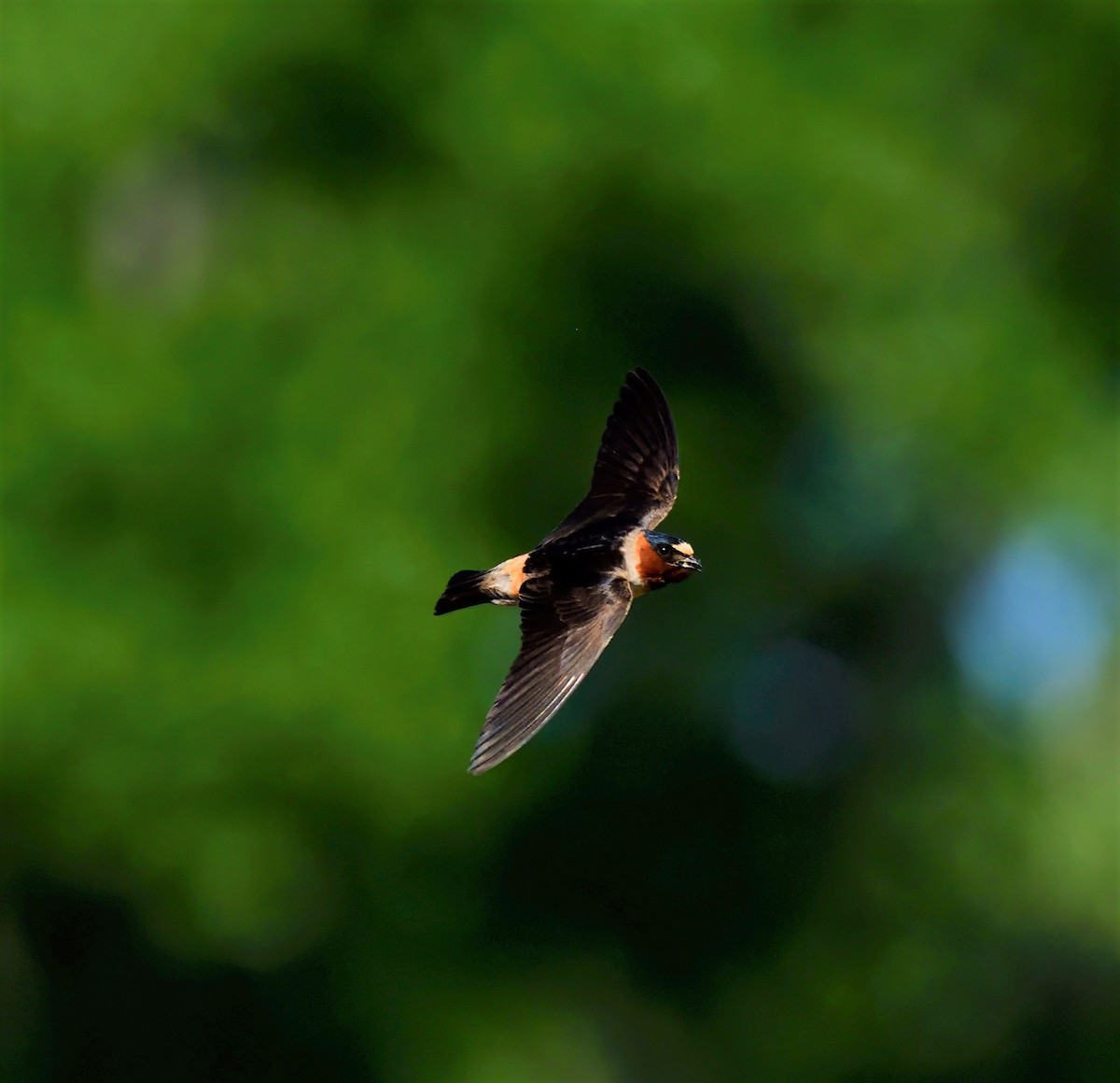 Cliff Swallow - ML614404930