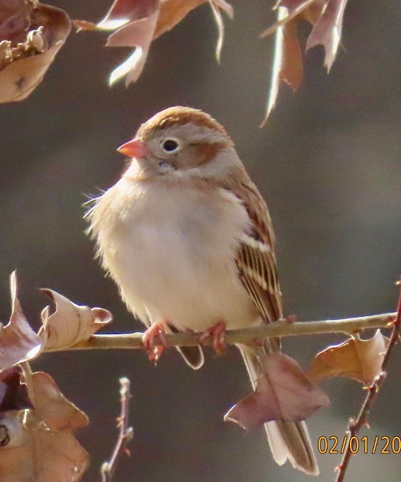 Field Sparrow - ML614404932