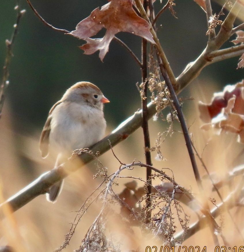 Field Sparrow - Frances Whatley