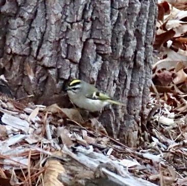 Golden-crowned Kinglet - Frances Whatley