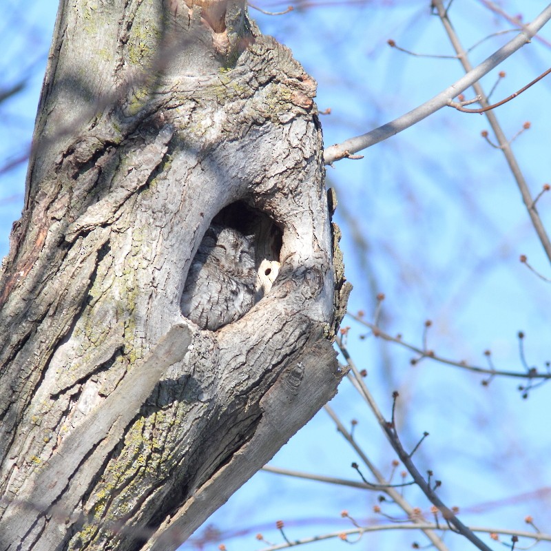 Eastern Screech-Owl - Alain Deschamps