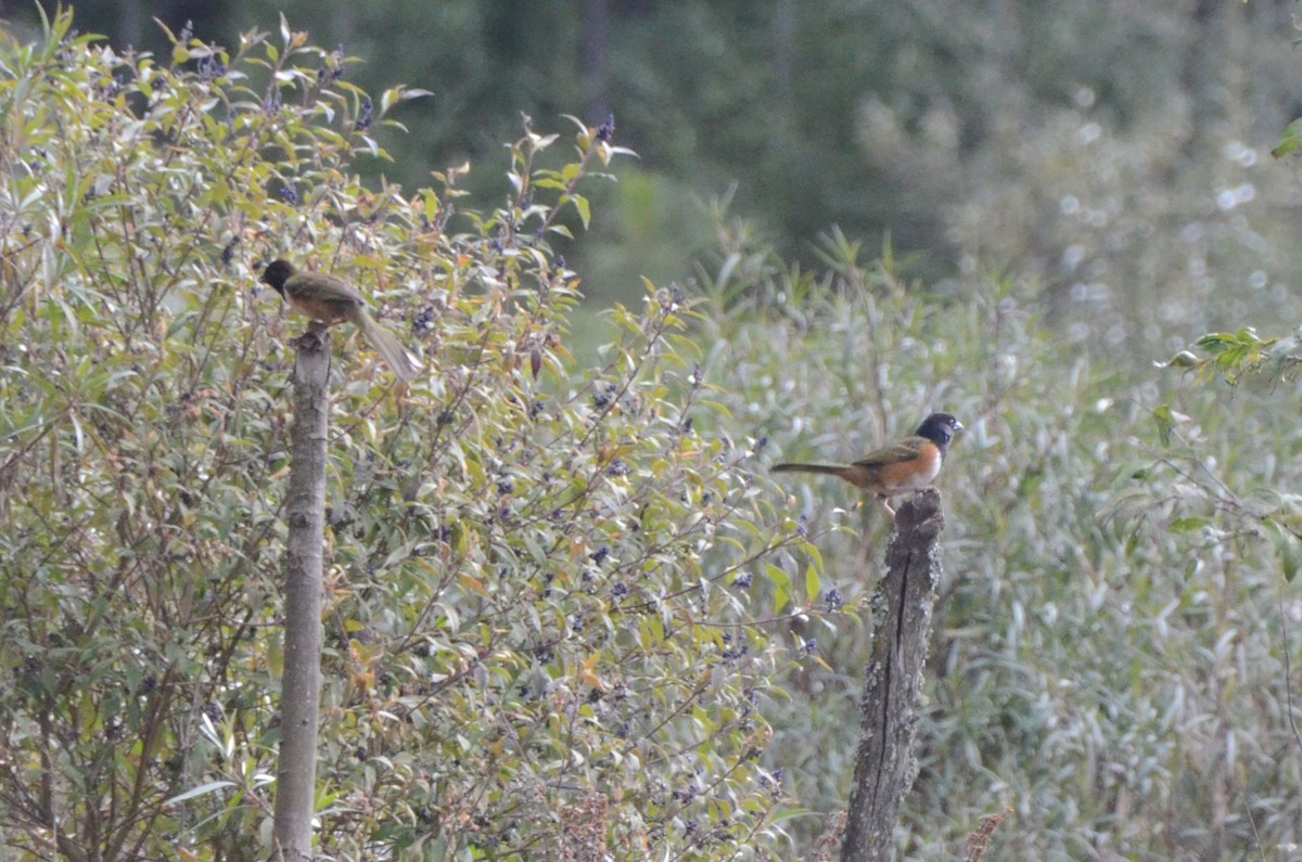 Spotted Towhee - 🦜 Daniel Correia 🦜