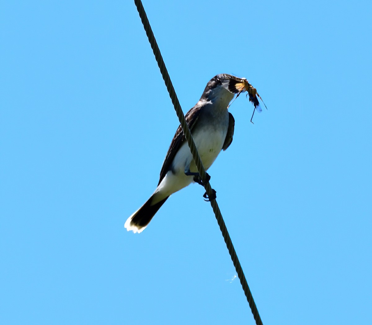 Eastern Kingbird - ML614404999