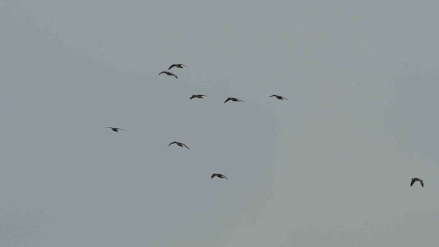 Greater White-fronted Goose - ML614405005