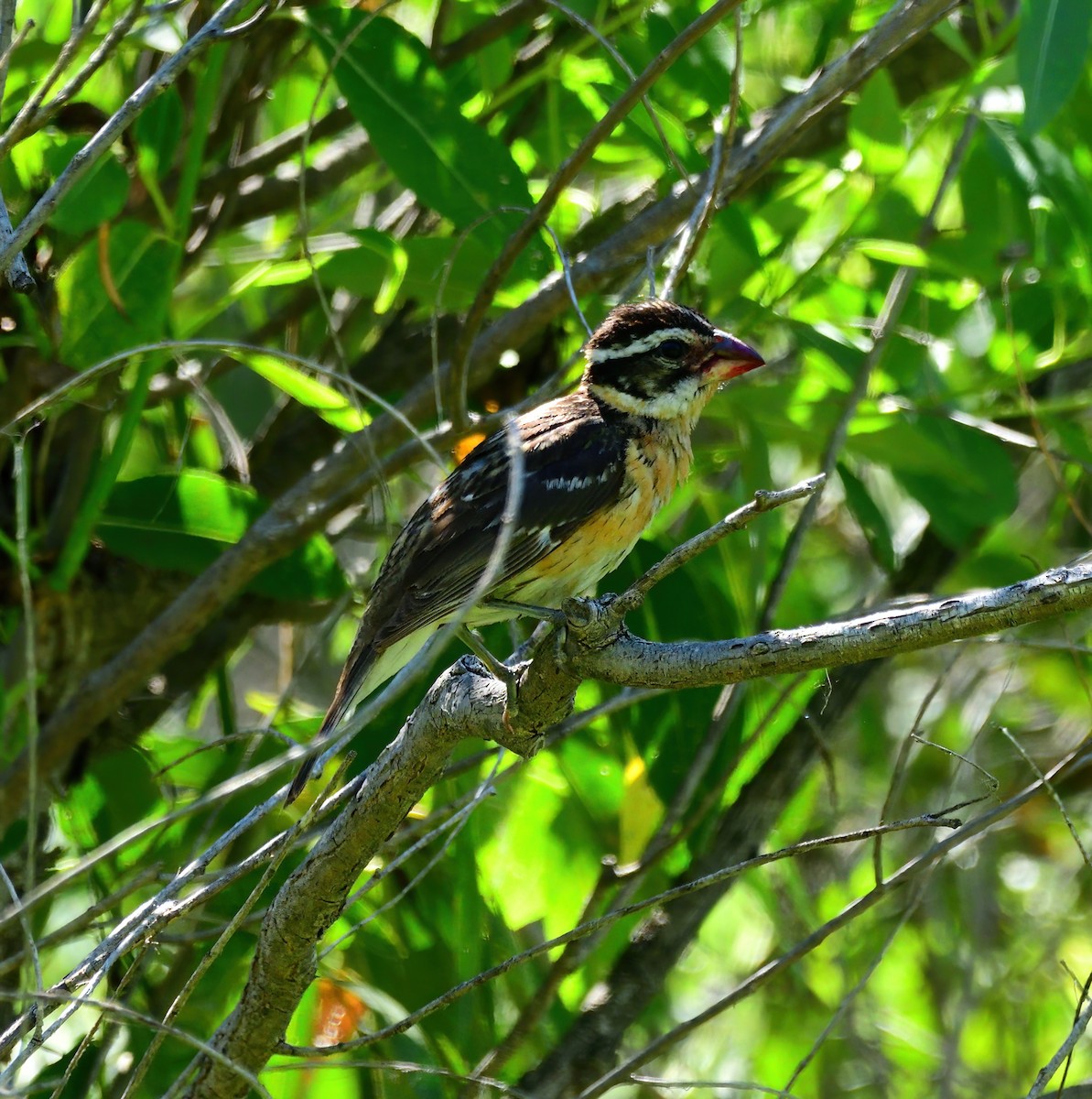 Black-headed Grosbeak - ML614405012