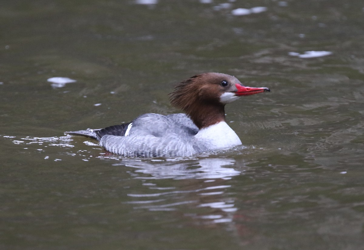 Common Merganser (North American) - James (Jim) Holmes