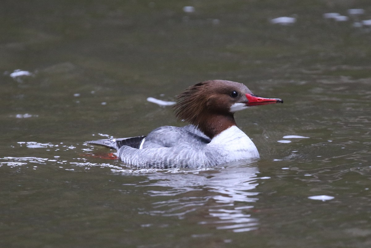 Common Merganser (North American) - James (Jim) Holmes