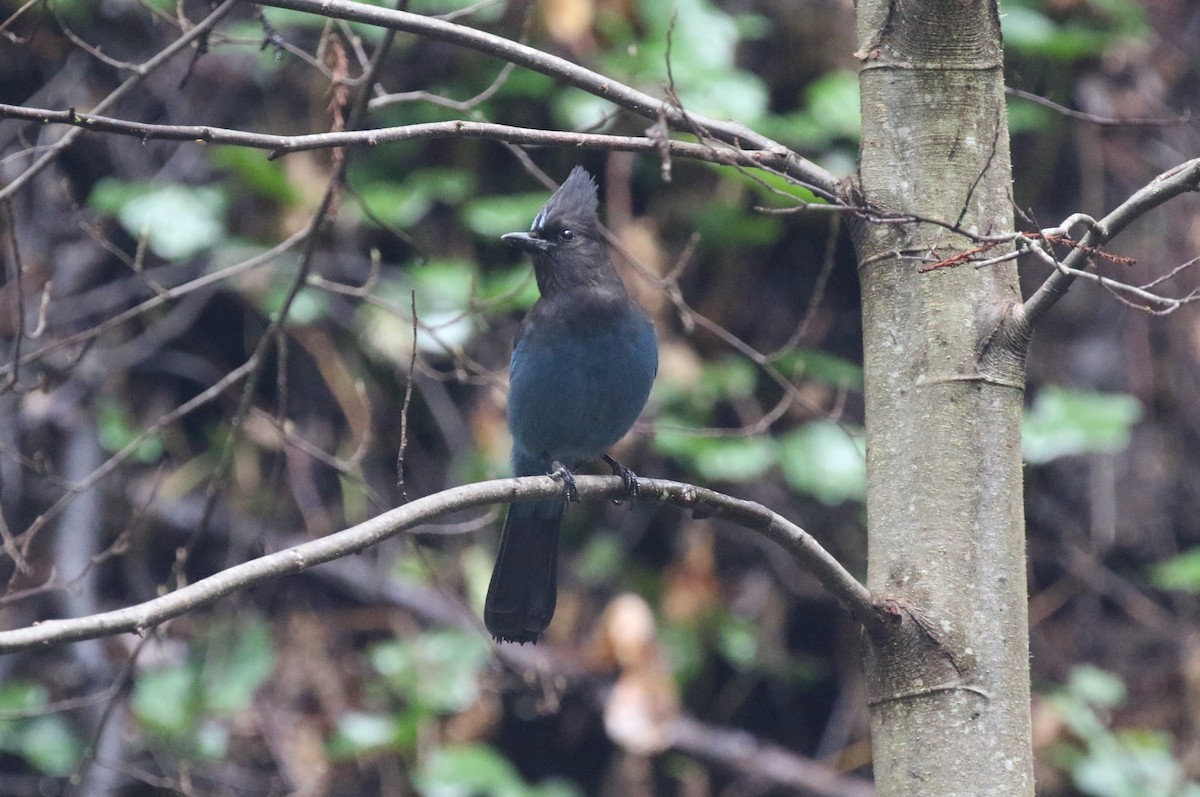 Steller's Jay (Coastal) - James (Jim) Holmes