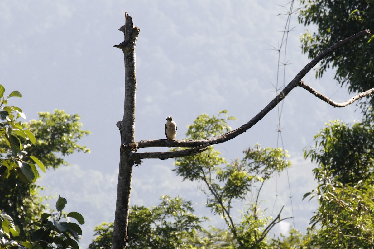 Rufous-thighed Kite - Elenice Griboski