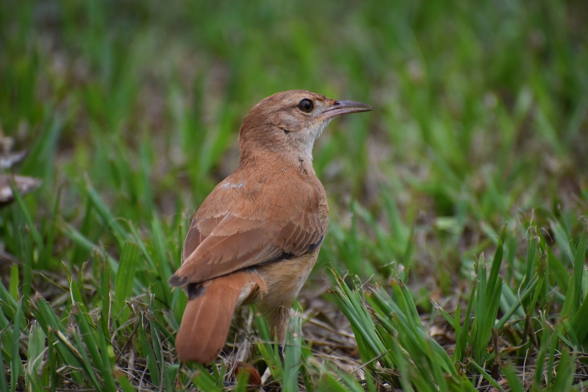 Rufous Hornero - ML614405189