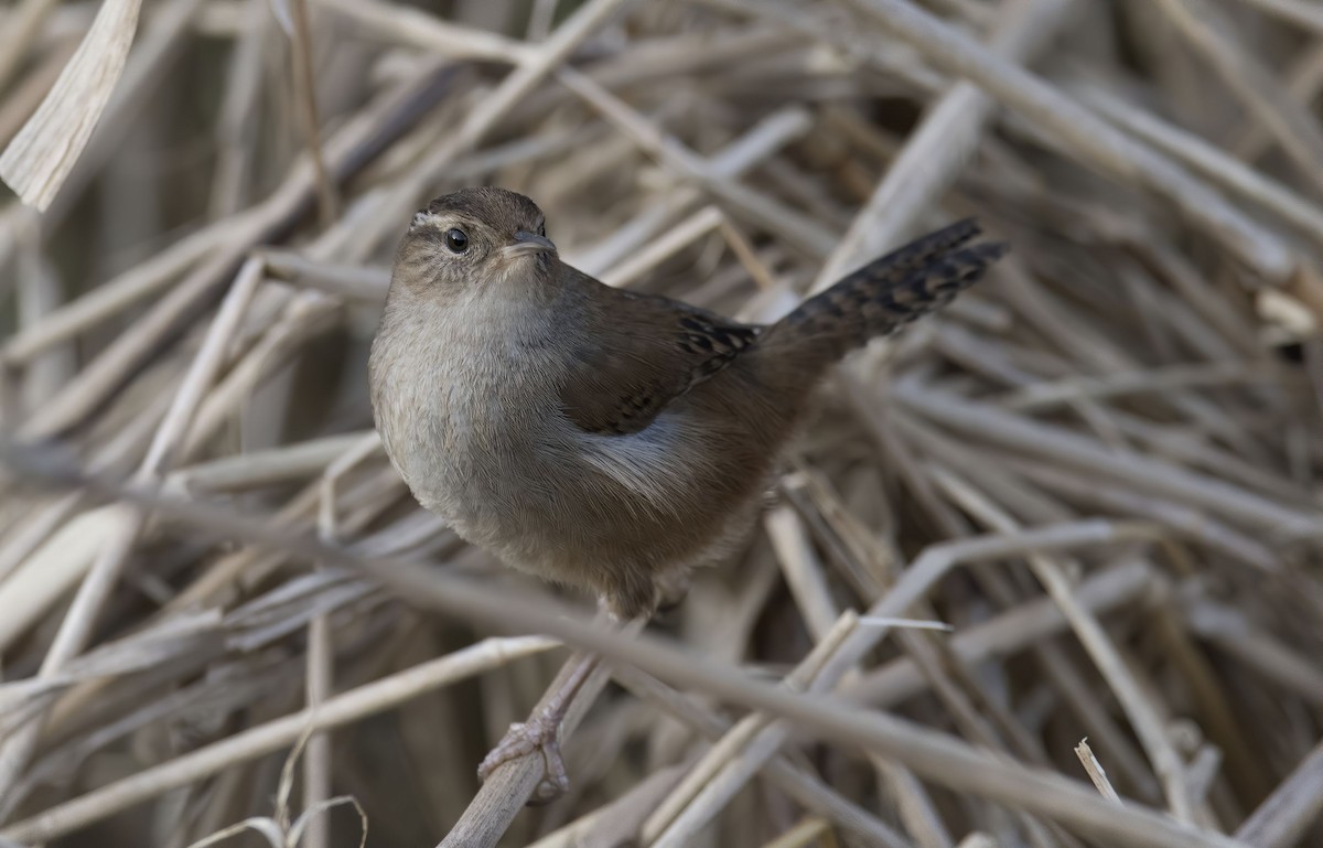 Marsh Wren - Neal Tollisen