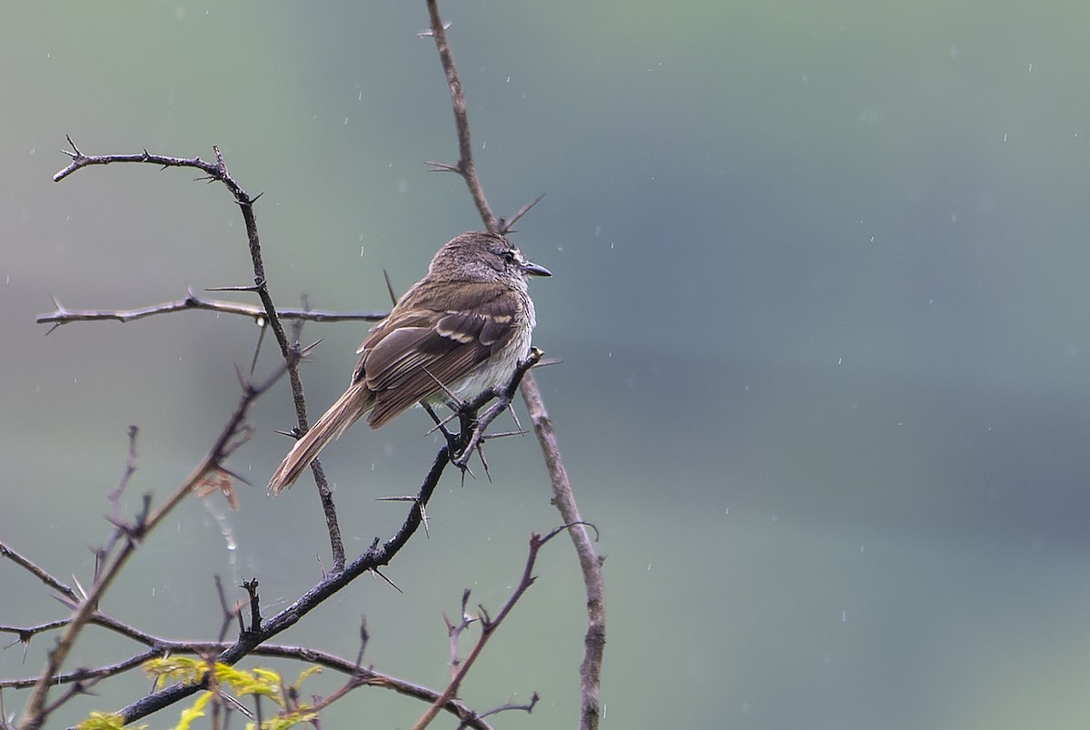 Marañon Tyrannulet - ML614405305