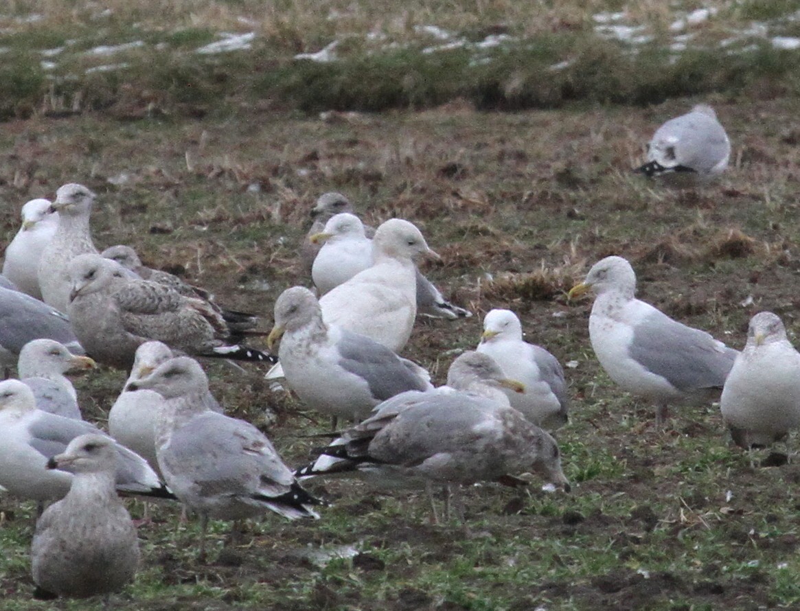 Glaucous Gull - ML614405320