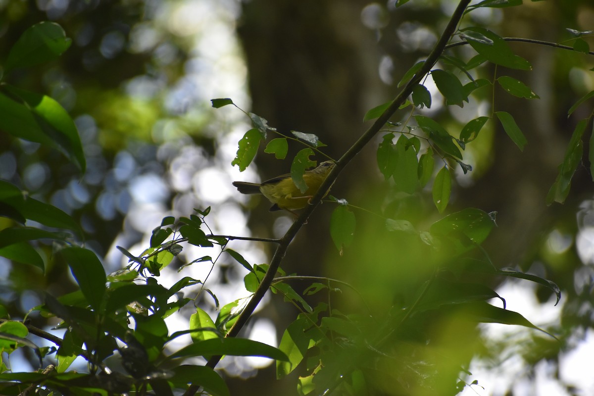 Golden-crowned Warbler - Javier P