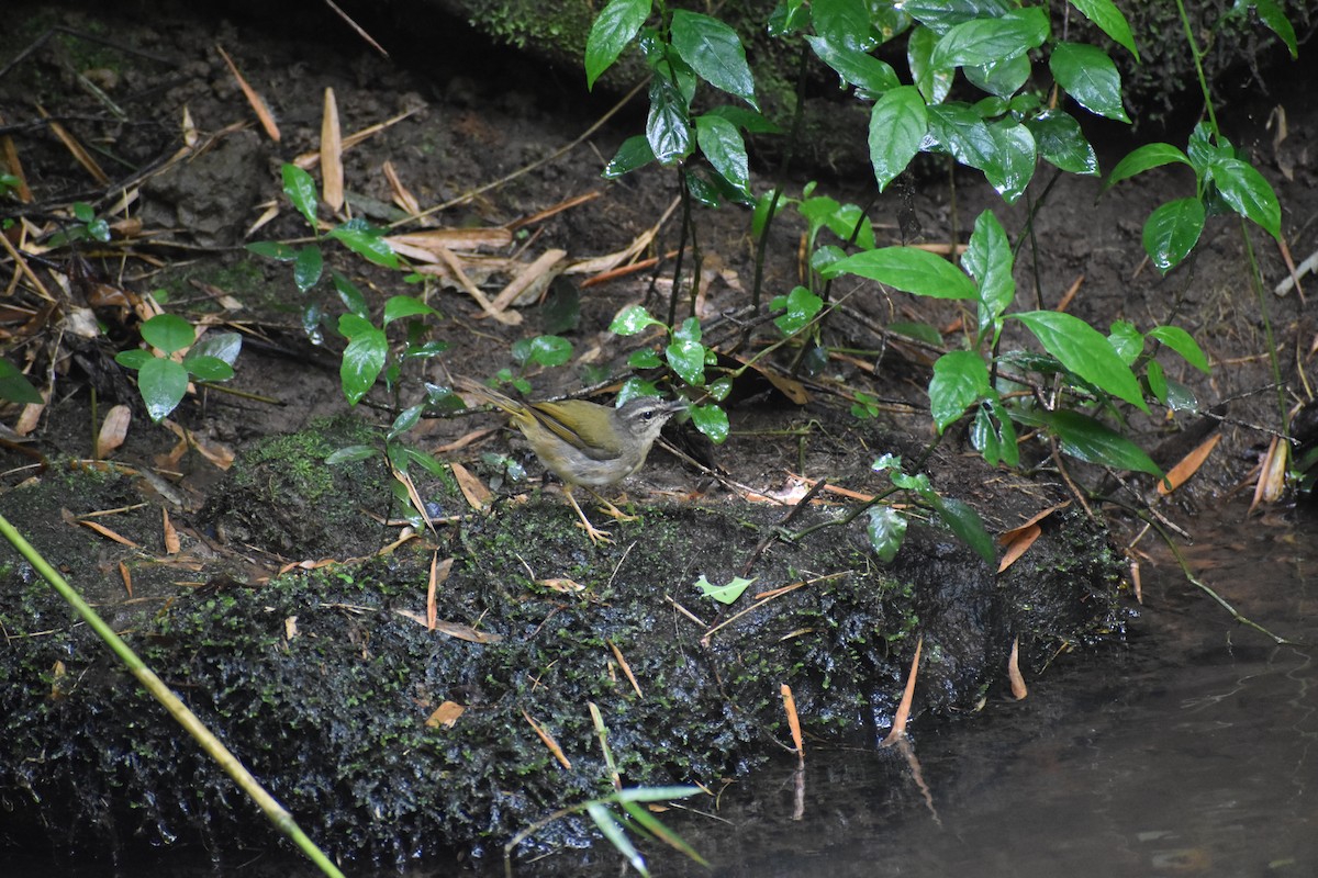 Riverbank Warbler - Javier P