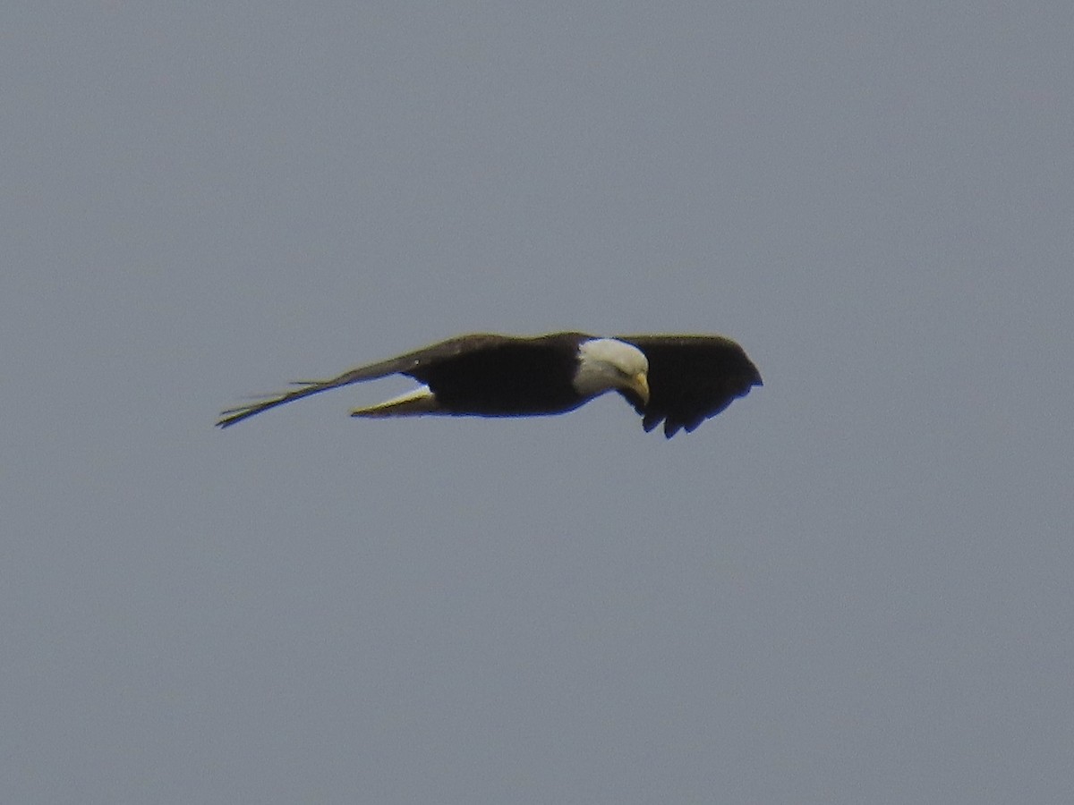 Bald Eagle - ML614405413