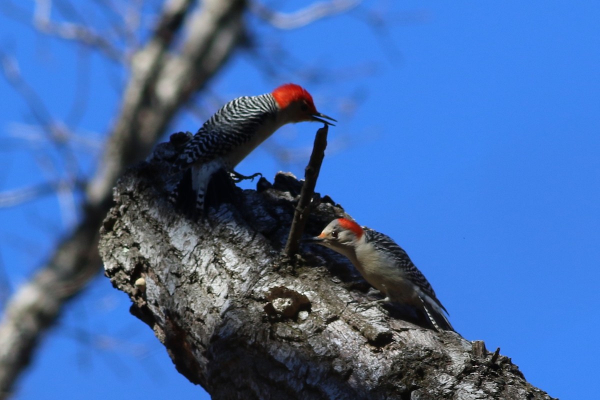 Red-bellied Woodpecker - ML614405427