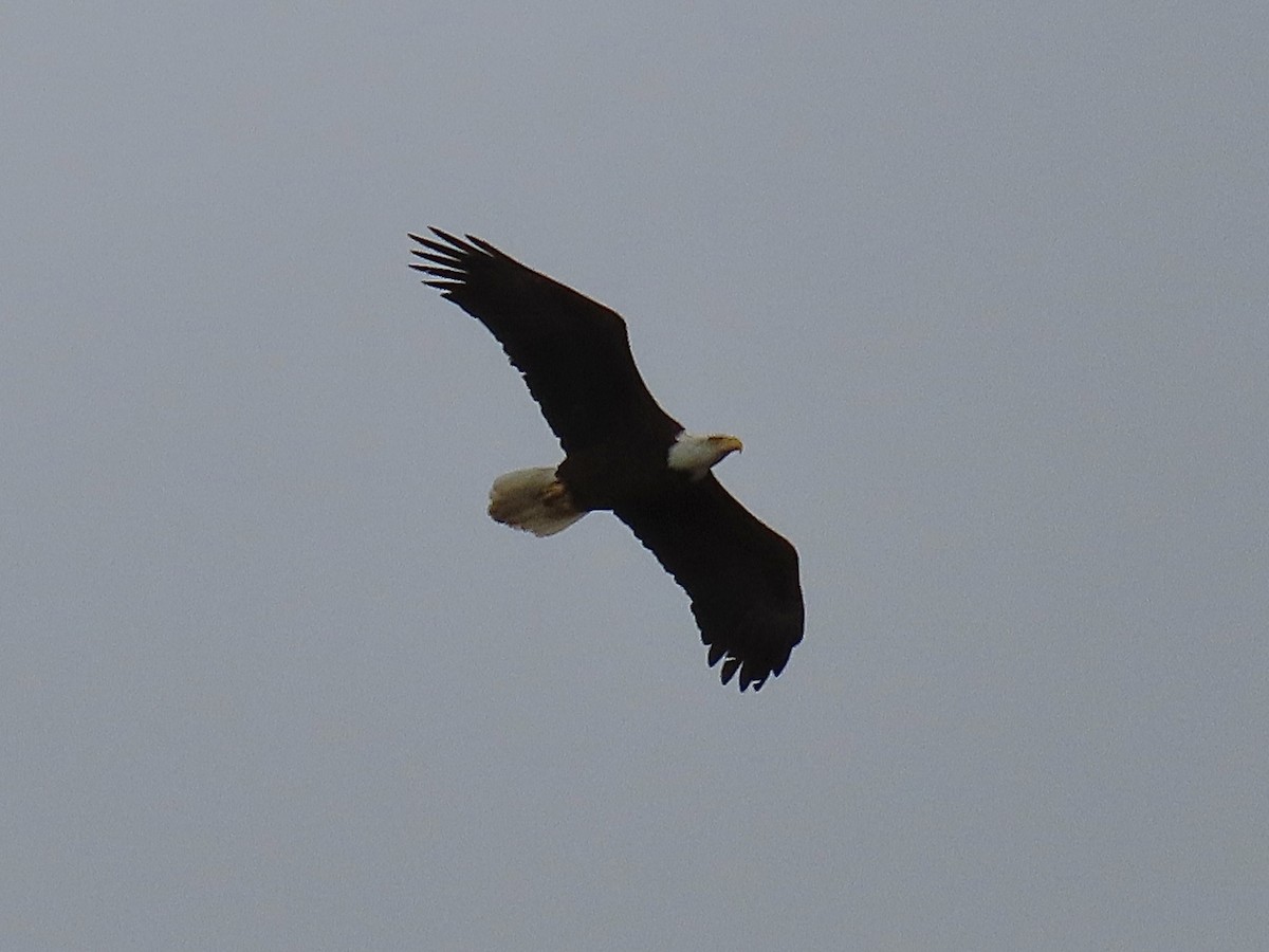 Weißkopf-Seeadler - ML614405442