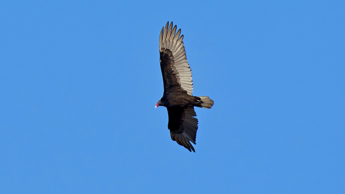 Turkey Vulture - Craig Becker