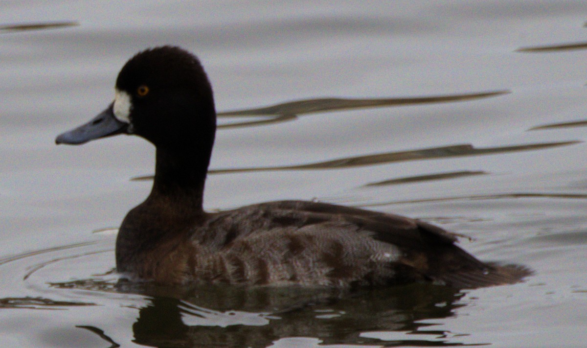 Lesser Scaup - ML614405539