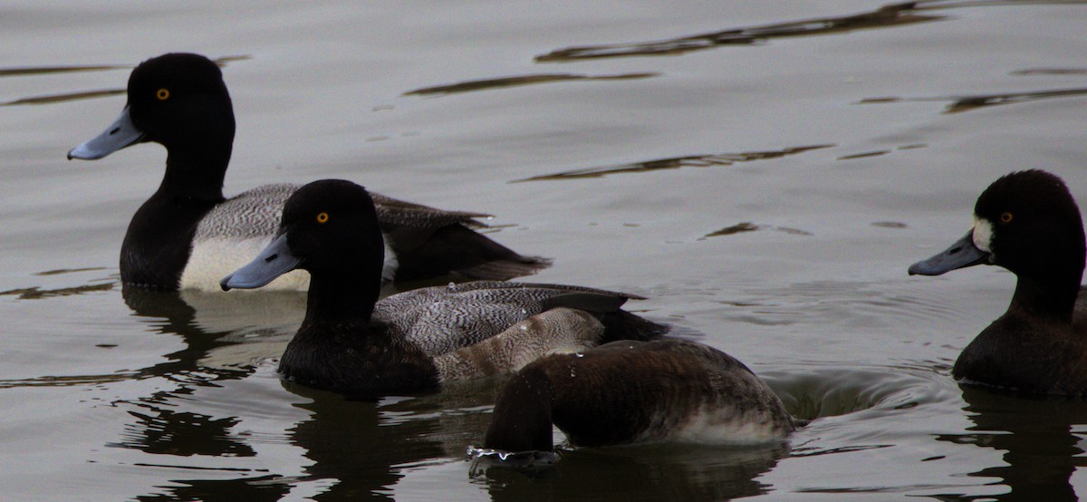 Lesser Scaup - ML614405548