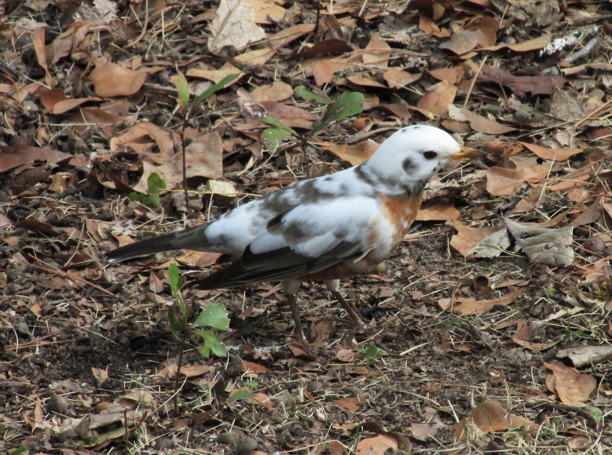 American Robin - ML614405585