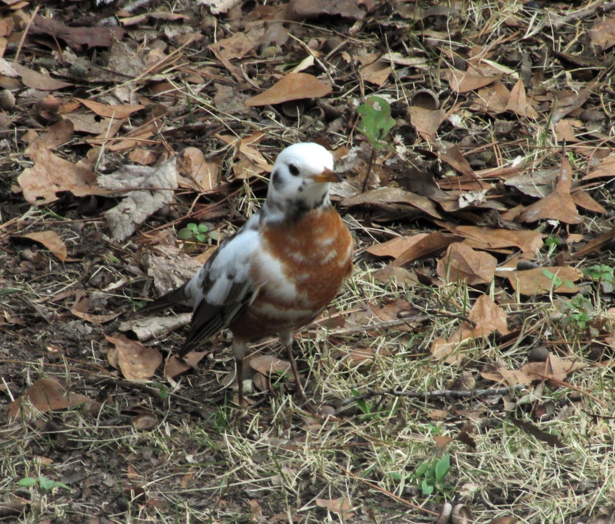 American Robin - ML614405586