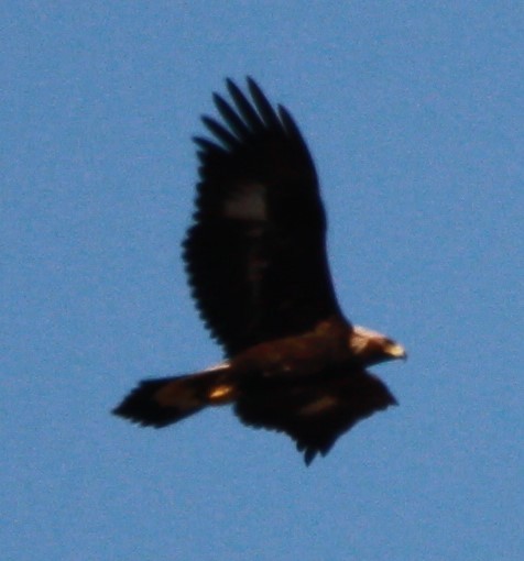 Golden Eagle - ML614405610