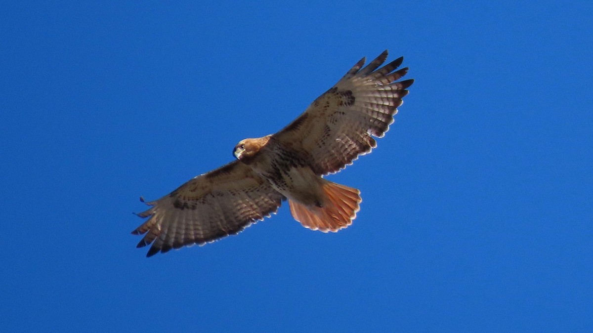 Red-tailed Hawk - ML614405616