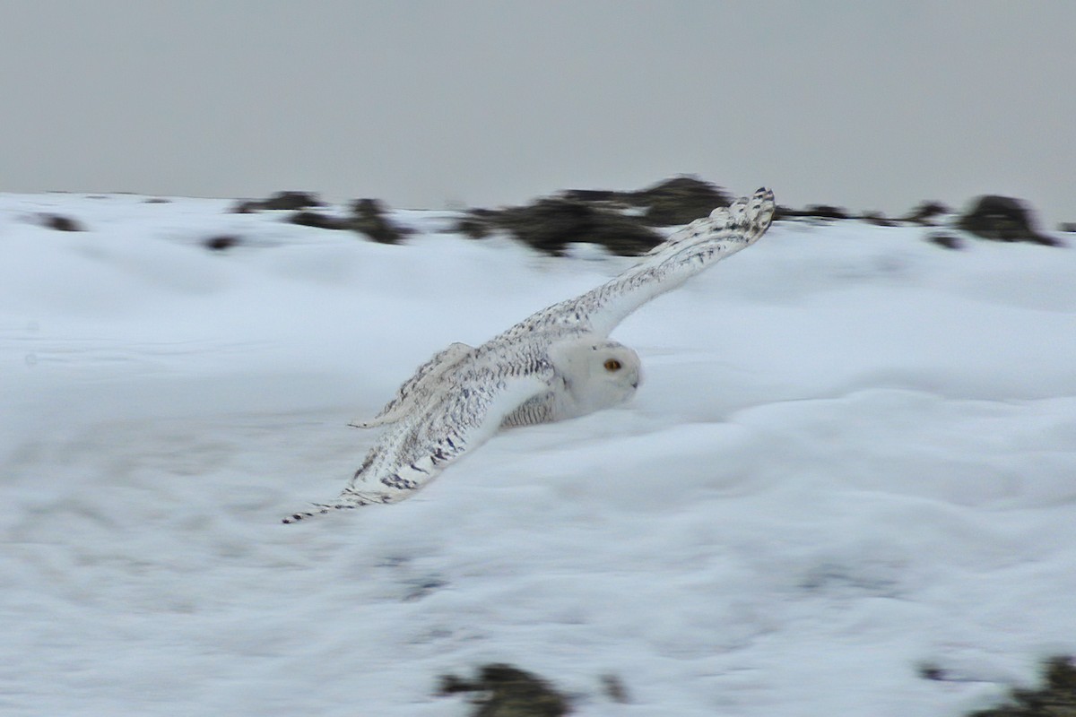 Snowy Owl - Allen Chartier