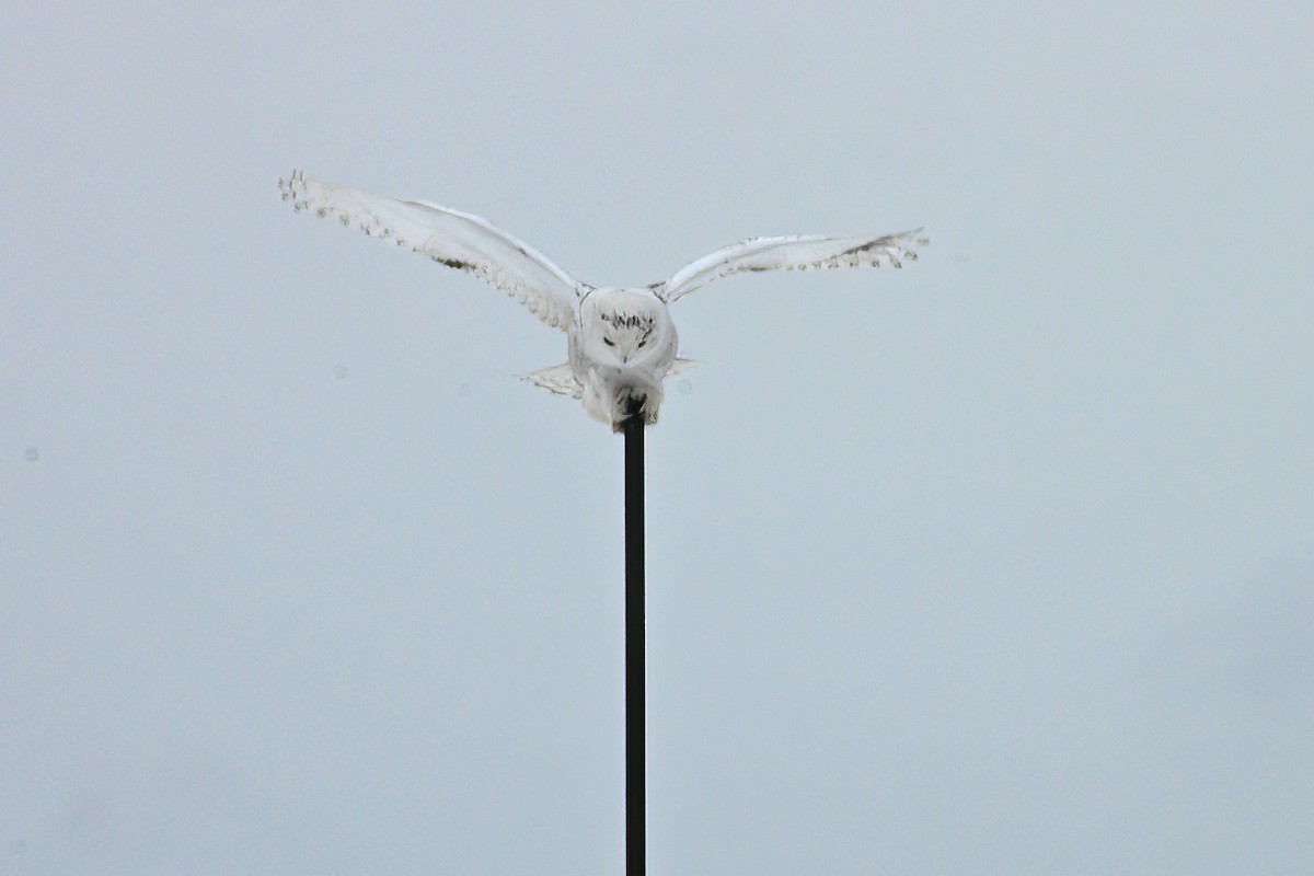 Snowy Owl - Allen Chartier