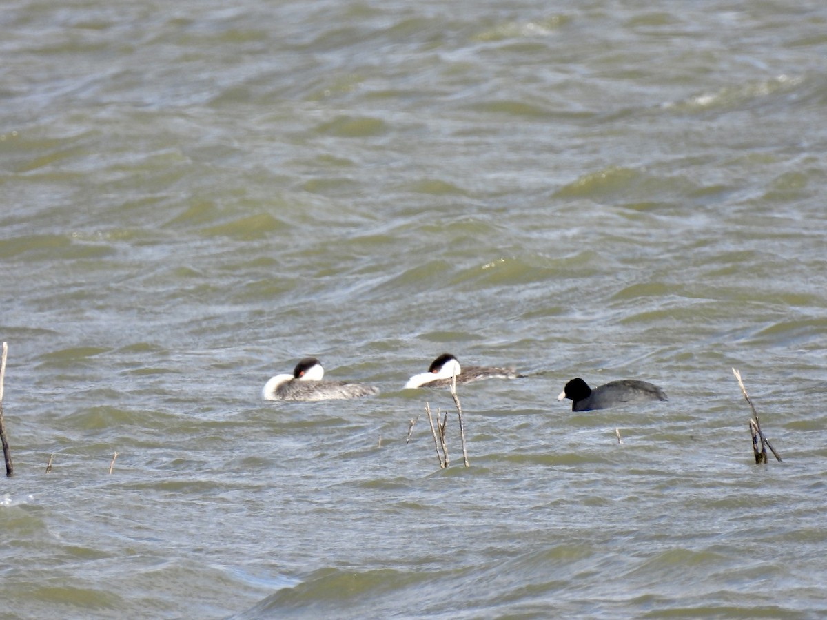 Western Grebe - ML614405669