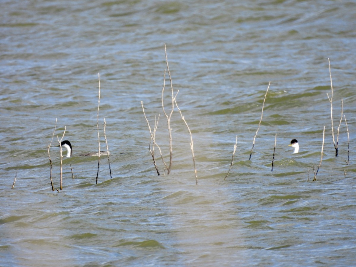 Western Grebe - ML614405670