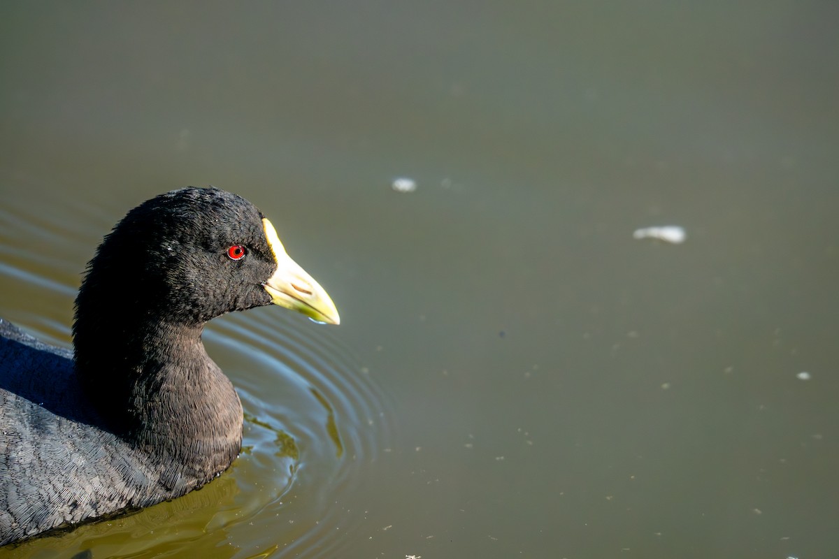 Foulque leucoptère - ML614405675