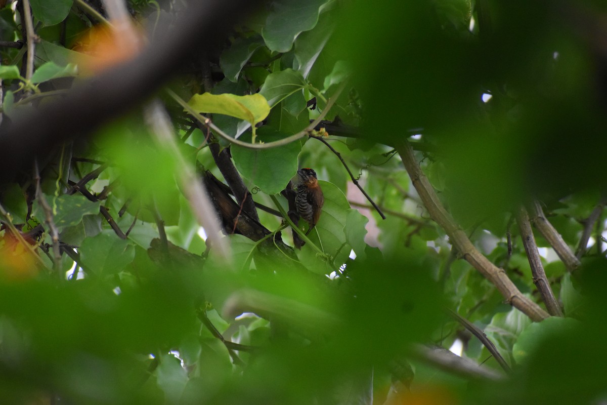 Ochre-collared Piculet - ML614405756