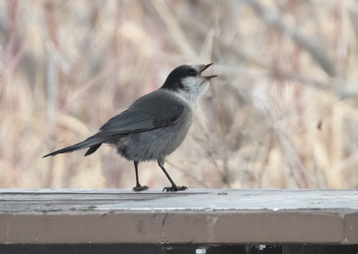 Canada Jay - ML614405805