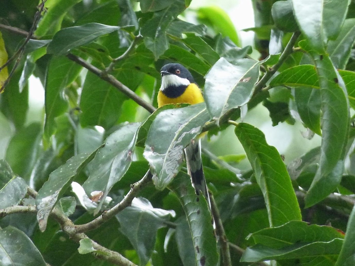 White-winged Apalis - Barry Reed