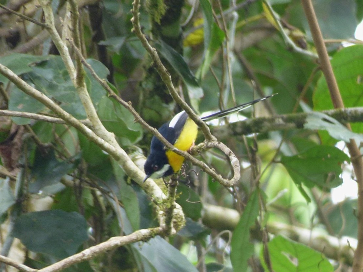 White-winged Apalis - Barry Reed