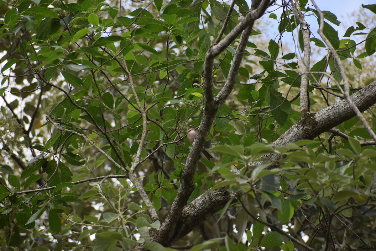 Rufous-collared Sparrow - ML614405890