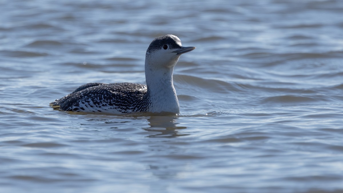 Red-throated Loon - Richard  Davis