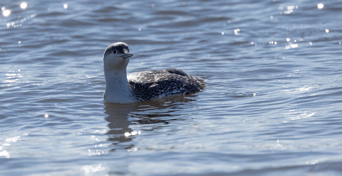 Red-throated Loon - ML614406026