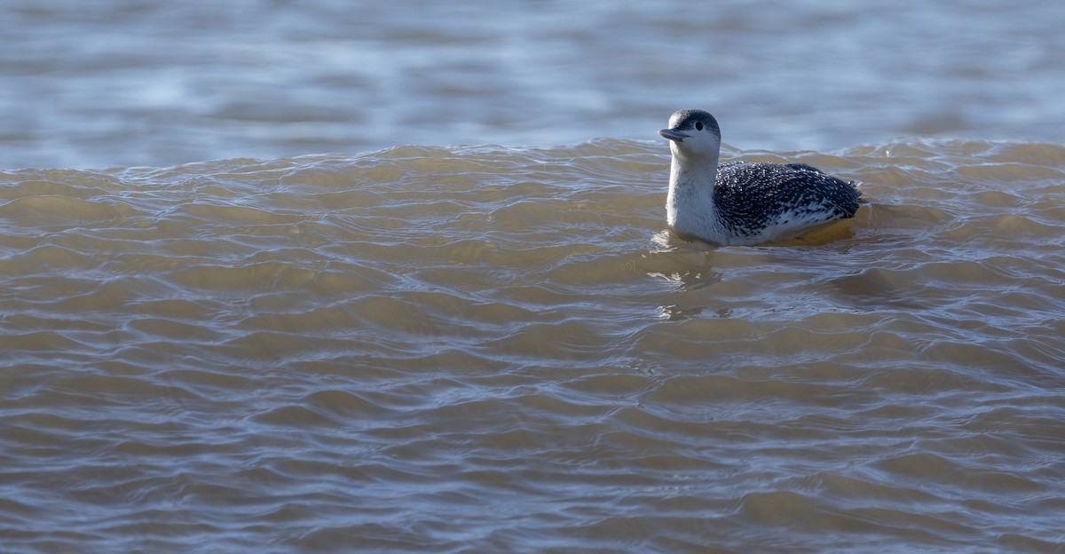 Red-throated Loon - ML614406049