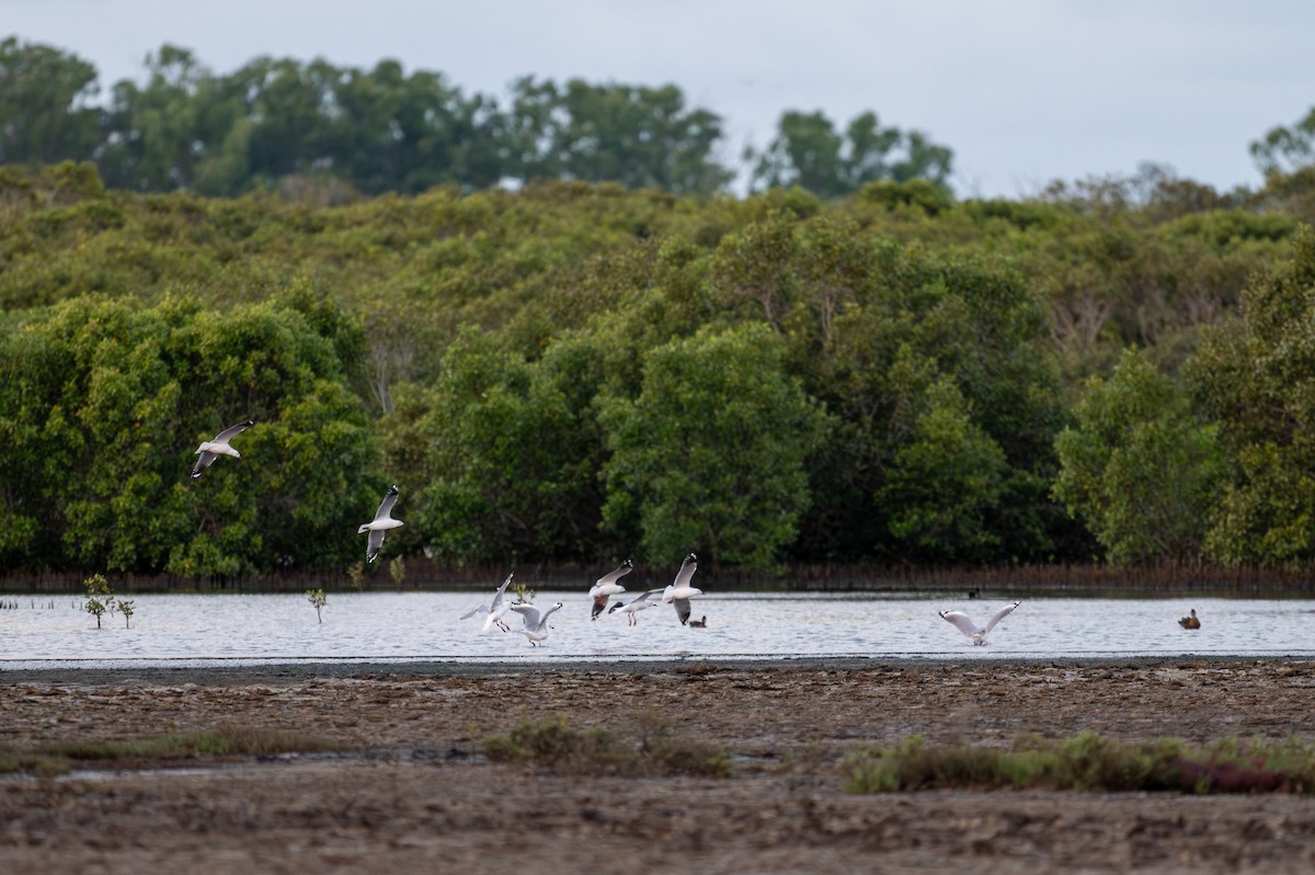 racek australský (ssp. novaehollandiae/forsteri) - ML614406051