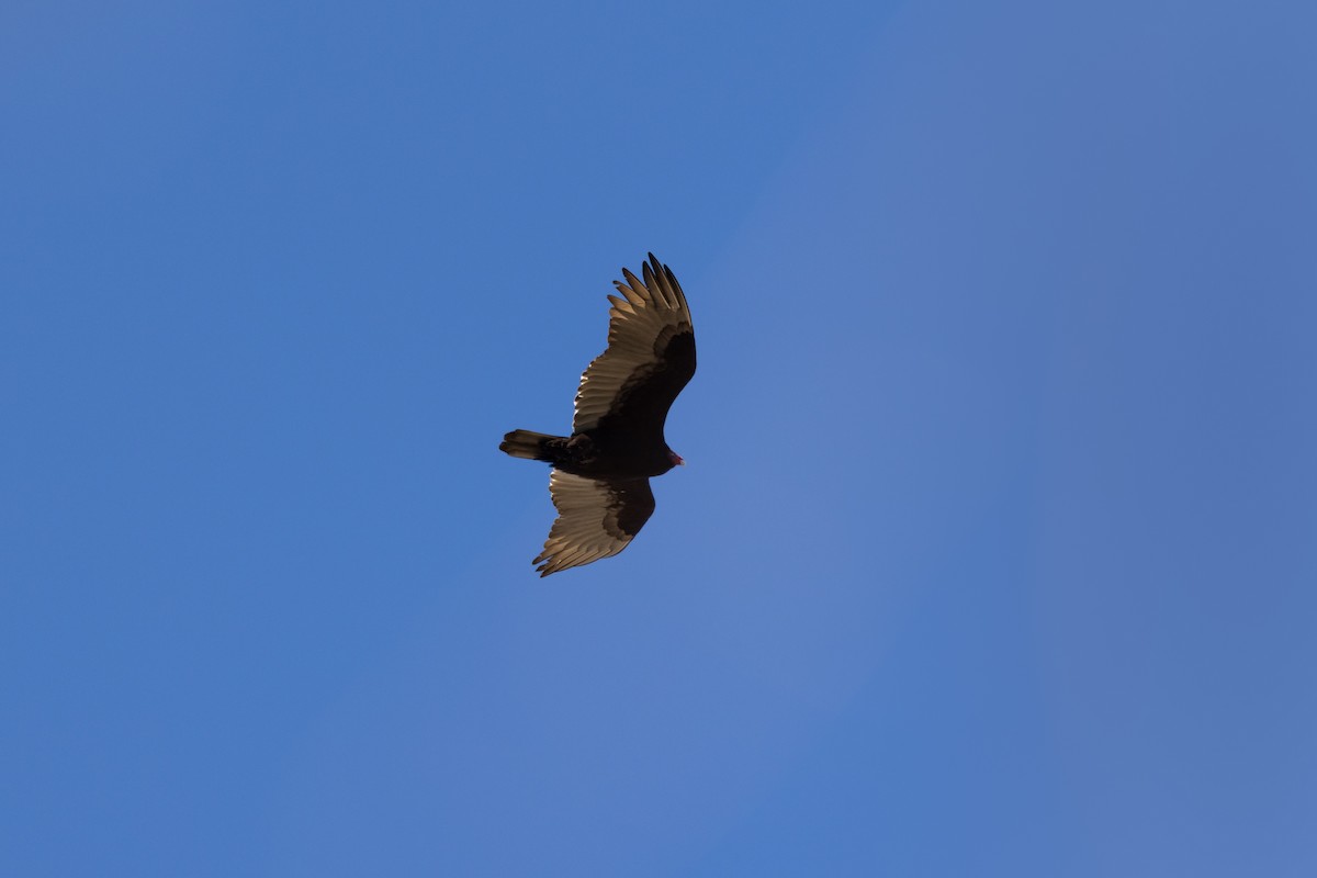 Turkey Vulture - ML614406061