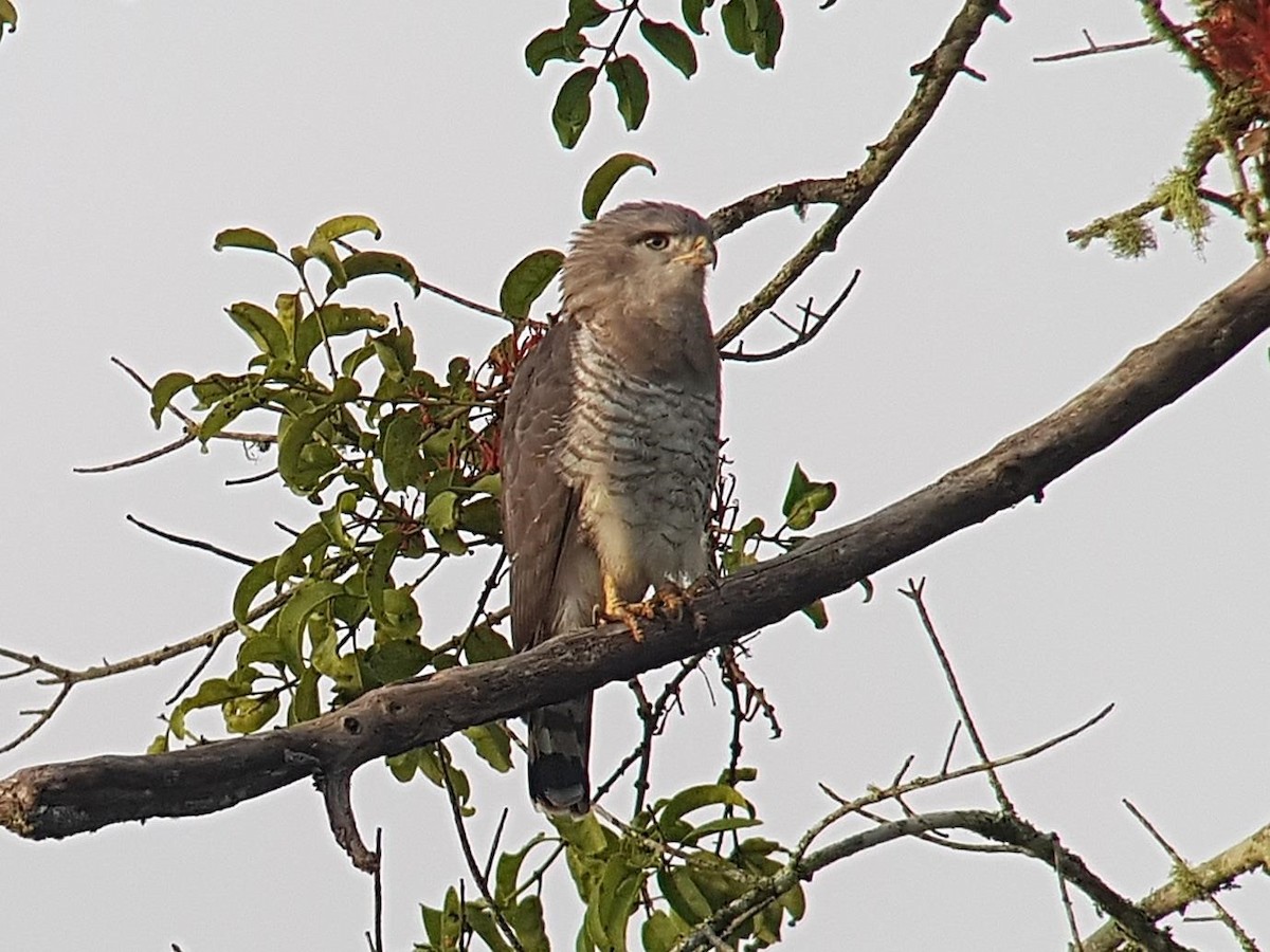 Fasciated Snake-Eagle - ML614406063