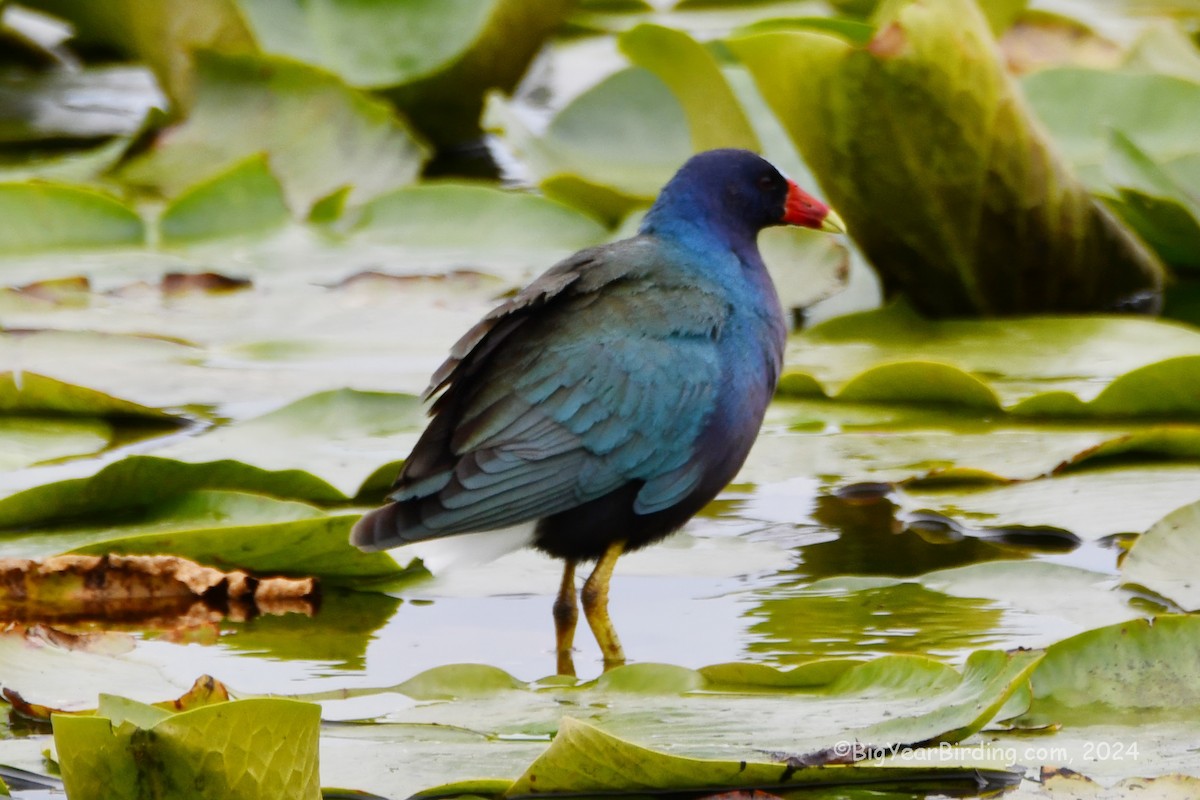 Purple Gallinule - ML614406076