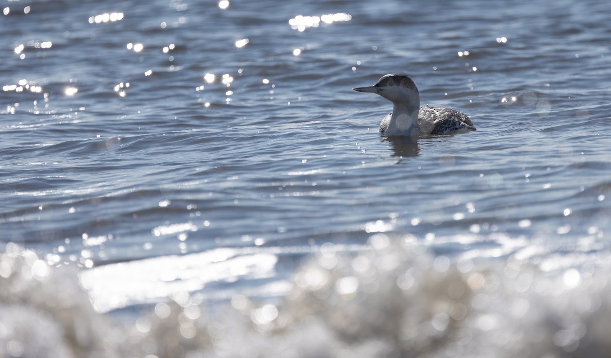 Red-throated Loon - ML614406088