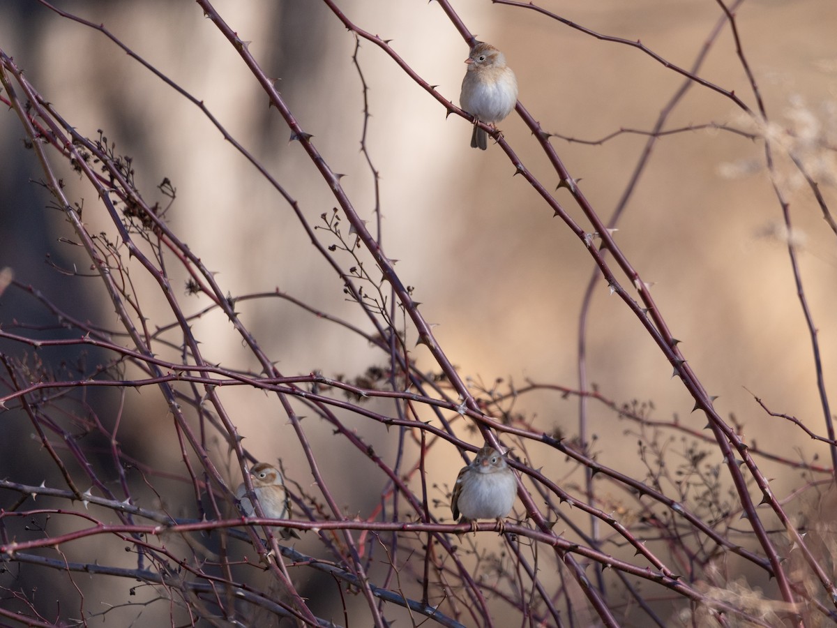 Field Sparrow - ML614406109