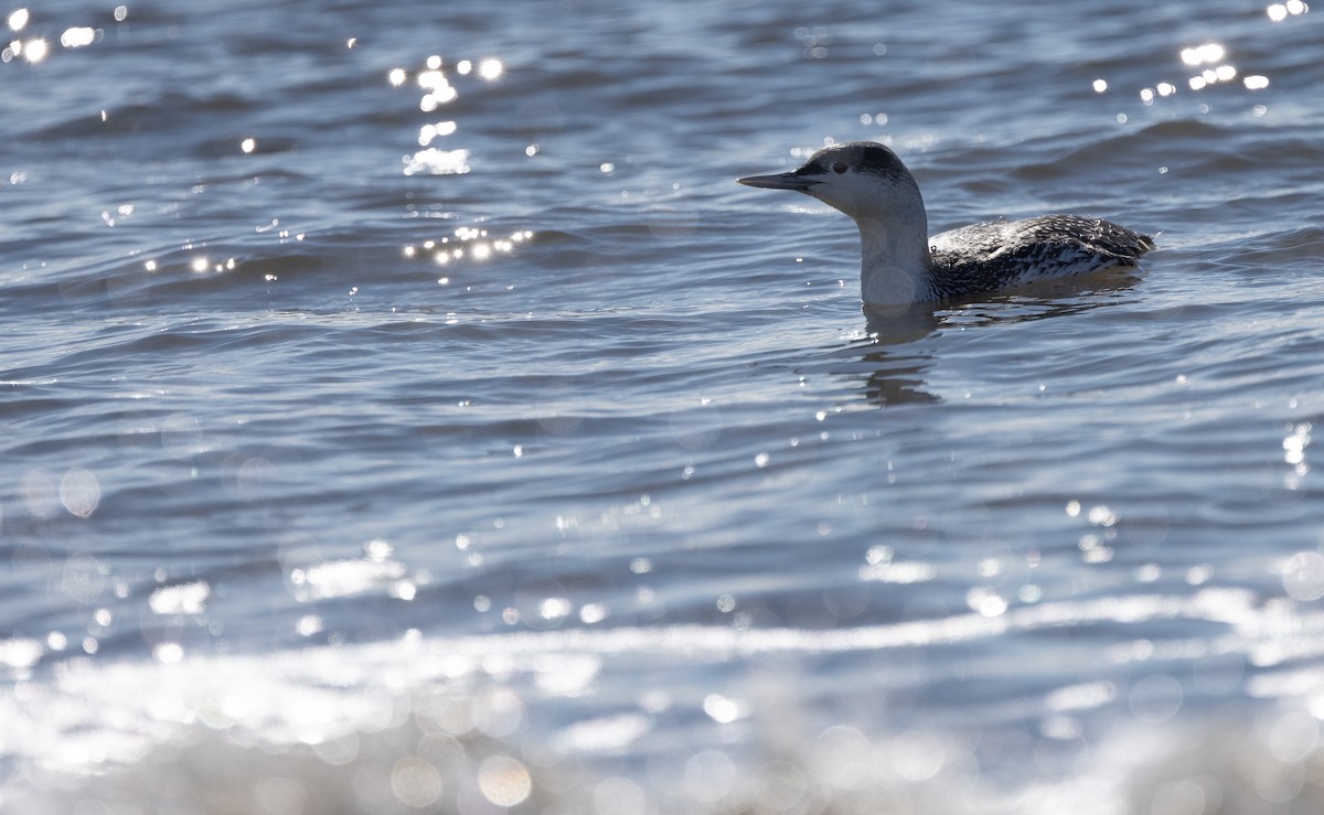 Red-throated Loon - ML614406116